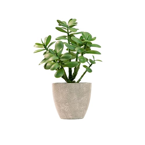 Comparison: Best Pot For Jade Plant 8 365 Blooming Decor Artificial Jade Plant 12 inch in Gray Pot for Home, Office Decor, Money Tree, Crassula ovata (Gray Pot, 12 inch)