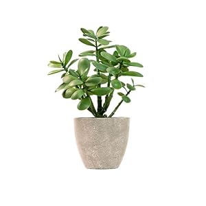 365 Blooming Decor Artificial Potted Jade Plant 12 inch-Luxury Faux Succulent Plant for Home, Office, Book Shelf Decoration, Money Tree, Faux Crassula ovata