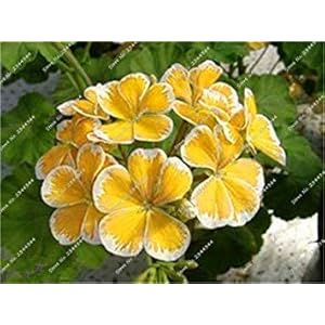 Bonsai 100 Pezzi Multi-Colore Fern Bonsai di Verdure un’erba perenne SeedsSeedss all’aperto Bonsai Fiori in Vaso per la casa Garden Decor: 17: Only Seeds