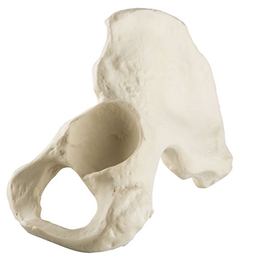 Image of 3B Scientific 1019612 Orthobones Standard Left Hemi Pelvis Bone Model, Male