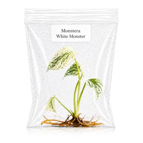 Rare Monstera White Monster Tissue Culture Starter Plants Variegated Plants Live Houseplants Live Plants for Collectors Monstera Plant for Indoor Garden