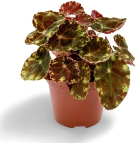 Ohhsome House Plant Eyelash Begonia For Indoor Good Small (Healthy Live Plant)