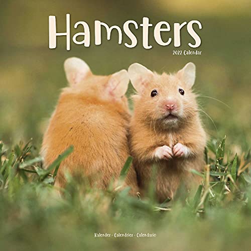 Hamster Calendar - Cute Animal Calendar - Calendars 2021 - 2022 Wall Calendars - Animal Calendar - Hamsters 16 Month Wall Calendar by Avonside