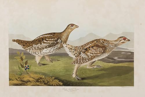 Illustration d'oiseaux d'Amérique John Audubon pour réchauffer un mur blanc vide