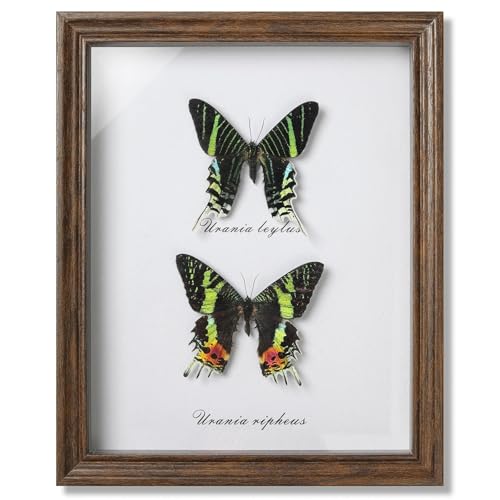Real Sunset Moth & Moon Moth Preserved Framed - 9.1x11