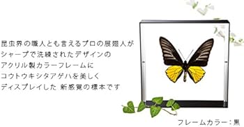 Amazon.co.jp: 蝶の標本 コウトウキシタアゲハ T.magellanus