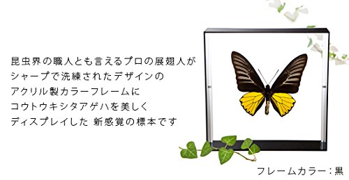 Amazon.co.jp: 蝶の標本 コウトウキシタアゲハ T.magellanus