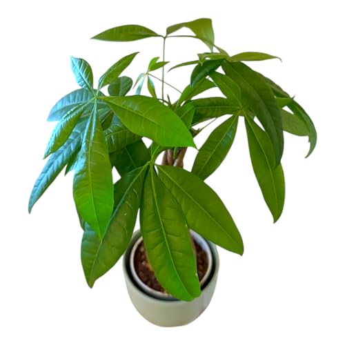 Image of Money Tree Live Plant | 14-22 Inches Tall Bonsai | Easy to Grow Indoor Houseplant | Home, Office, or Room Decor | Birthday, Housewarming Gift (Sage)