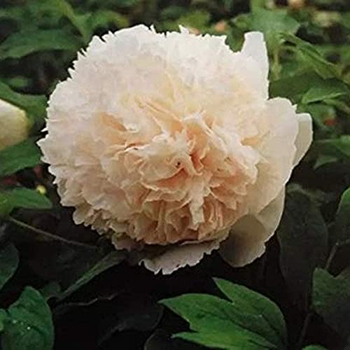 2 Piezas Peonía Bulbos Rizoma De Flores Ornamentales De Champán Para Plantar Olor Fragante Atraer Abejas Mariposas Decoración De Jardinería Cover