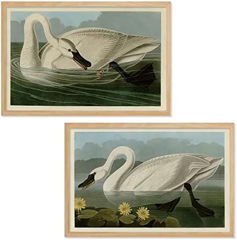 Ujoyful Vintage Snow White Swan Art Print | Set of 2 Antique White Bird Wall Art | Lake Nature Wading Bird Decor | Audubon Bird Painting Set for Home, Office Wall Decor (11"x17" Unframed)