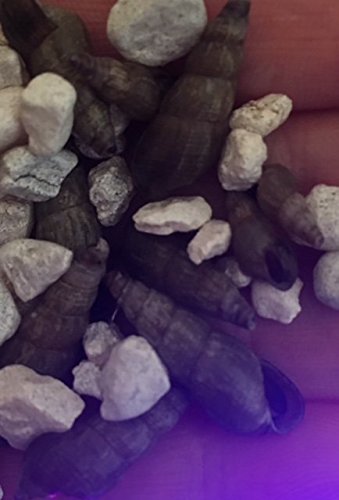 live freshwater, MTS, Malaysian Trumpet Snails, Trumpet Snail, Mixed sizes … (25)