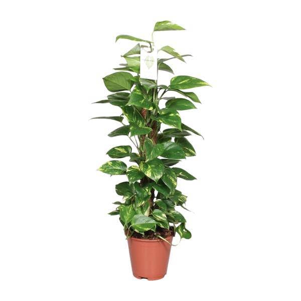 Efeutute Epipremnum Scindapsus Pinnatum Goldene Efeutute am Ø19 cm 80 cm