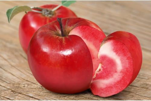 Säulenapfel Baya® Marisa – rotschaliger Apfelbaum im Topf, kompakt & pflegeleicht, ideal für Garten, Terrasse & Balkon – dekorativer Obstbaum ca. 60 cm Gesamthöhe inkl. Topf