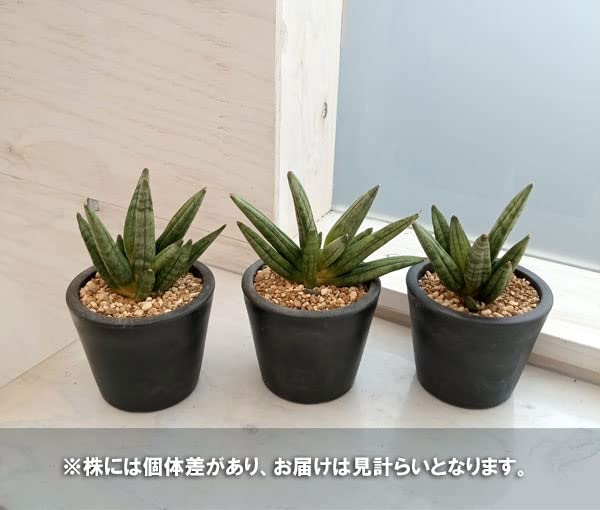 Amazon｜サンセベリア：ヘッジホッグ 3号[稀少なサンスベリア 観葉植物