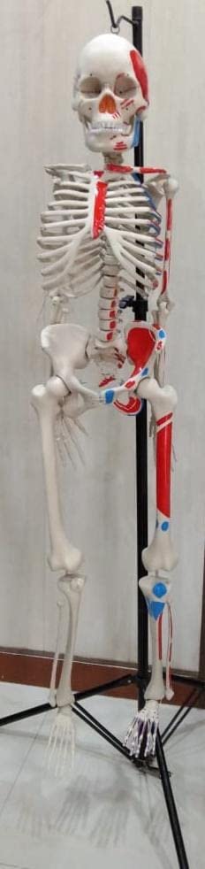 See full amazon price history chart for Multi Color Human Skeleton Model 153 centimeters (5 feet) Multi Color Human Skeleton Model 153 centimeters (5 feet) (B07DSYRYBF) Amazon Price History, Amazon Price Tracker