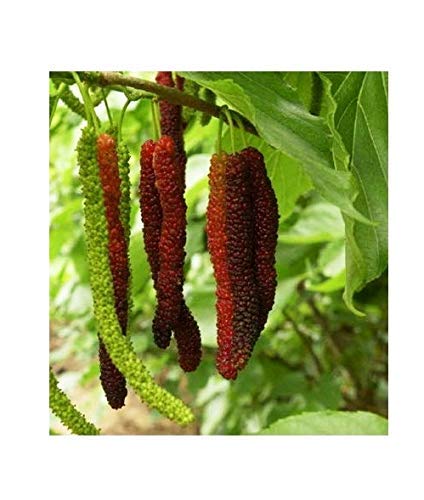 Bhajanlal Greenery Live Red Long Shahtoot/Mulberry Fruit Plant With Pot-Outdoor Plant