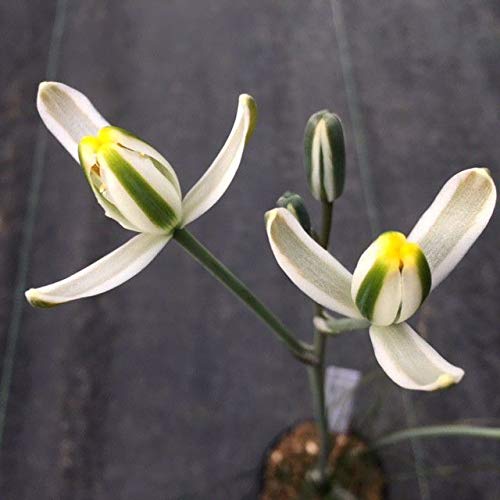 アルブカ・フミリス Amazon.co.jp: Albuca humilis 多肉植物：アルブカ フミリス S*葉幅