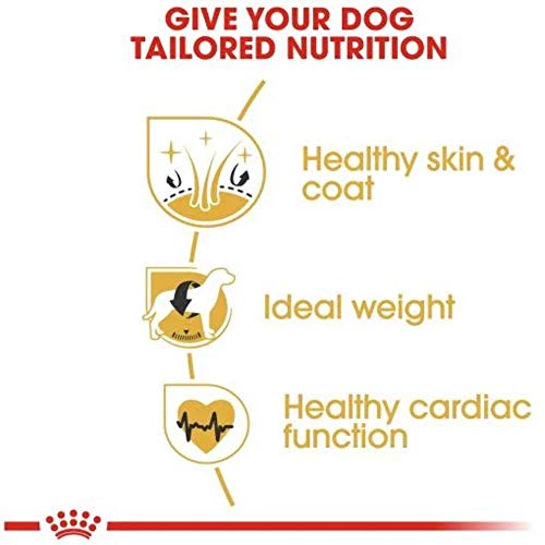 Royal Canin Cocker 25 Adult Hundefutter 12 kg, 1er Pack (1 x 12 kg)