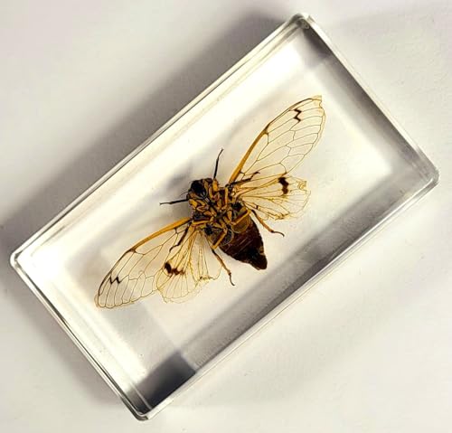 Image of 2.9 inch Real Cicada Cicadatra Querula w /Open Wings in Crystal Clear Lucite Resin Paperweight Specimen Preserved Insect Taxidermy Collection for Biology Science Education Desk Ornament Display Supplies