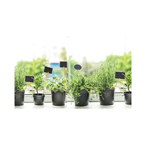 6 Pack of Potted Mixed Herb Plants Assorted Plants Such as Parsley Sage Thyme Mint. Ideal for herb Garden. Grow Your own.