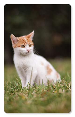 Image of ZiGYASAW Wild Animals Flash Cards for Kids Early Learning I 20 Real Image Flash Cards for Babies 3 Months to 6 Years I Easy & Fun Way of Learning | Brain Development Study Material For Preschoolers