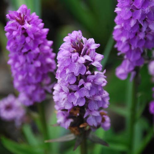 Plant World Seeds - Dactylorhiza Purpurella Seeds (Perennial Flower Seeds)