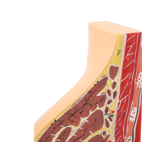 Modèle anatomique de section transversale pour expliquer l'allaitement sans schémas flous
