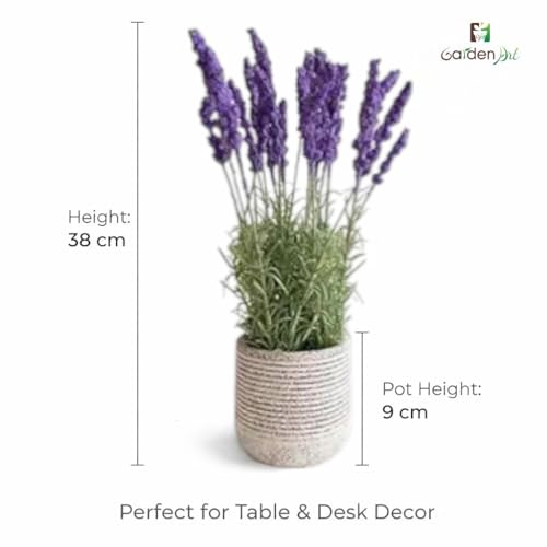Image of Garden Art Artificial Lavender Plant with Pot - Flocked Purple Lavender Flowers in Textured Pot, Perfect for Home Decor, Office Desk & Gift Use (P-0230Purple)