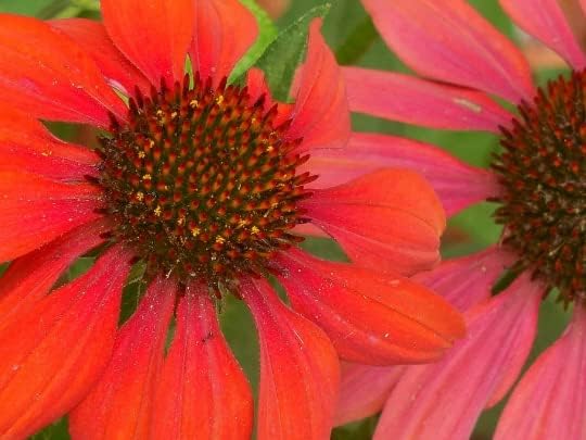Sombrero Salsa Red Cone Flower/Echinacea in 4 Inch Pots, Great Starter Plants! (5)