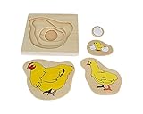 Kid Advance Montessori Chicken Life Cycle Puzzle