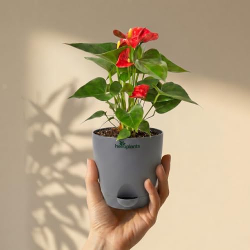 Image of Anthurium Flamingo Flower Red Anthurium Live Indoor Plant Exotic Statement Blooms for Home Decor in a 4-Inch Self-Watering Matte Grey Pot