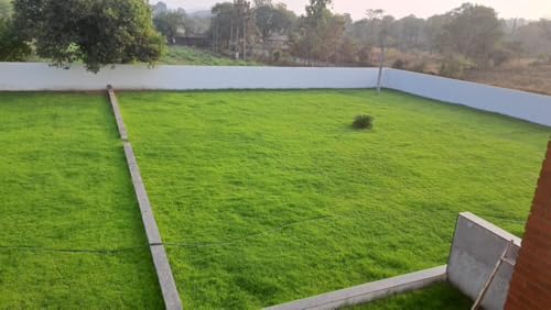 Image of Imported Bermuda Grass Seeds, American Variety, Fast Germination, Heat Resistant, Low Maintenance, Green Turf (400gms)
