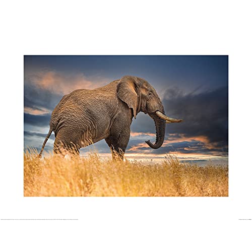 Mario Moreno - Elefant Poster Braun Blau Grau 60cm x 80cm