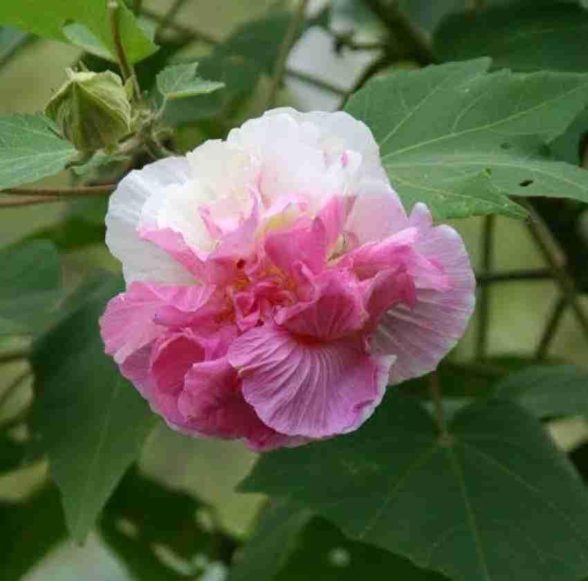 See full amazon price history chart for NEW DEBNATH NURSERY, Good Looking Sthal Kamal/Land Lotus/Sthal Padma Flower Live Plant Pack Of-1 Healthy Plant WB02 NEW DEBNATH NURSERY, Good Looking Sthal Kamal/Land Lotus/Sthal Padma Flower Live Plant Pack Of-1 Healthy Plant WB02 (B0DF6QV9LJ) Amazon Price History, Amazon Price Tracker