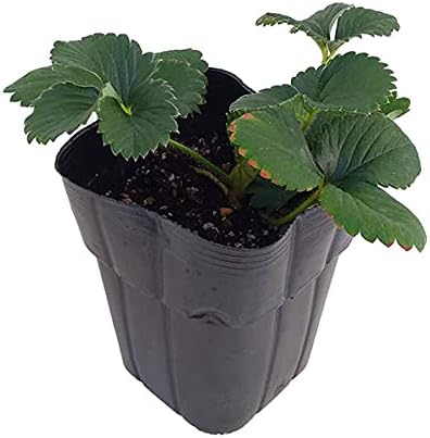 Amazon イチゴ よつぼし3 5号ポット 2株セット 甘味 酸味 風味がよつぼし 四季なりいちご 果物