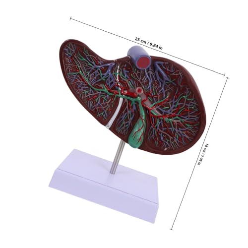 Modèle anatomique du foie Cabilock plastique pour mémoriser l'anatomie - 2