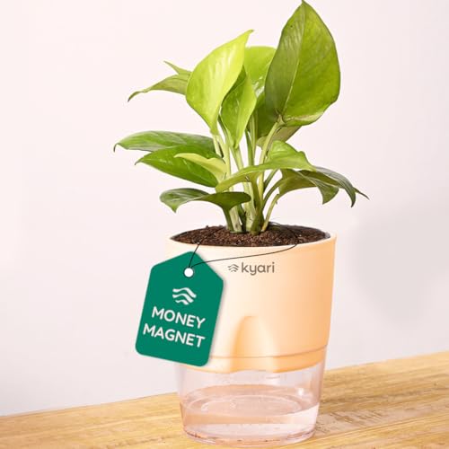 Image of KYARI Golden Money Indoor Plants for Living Room | Live Plants | Plants with Cream Self Watering Pot for Home | Air purifier plants | Plants for Home Decor | Plants for Garden & bedroom