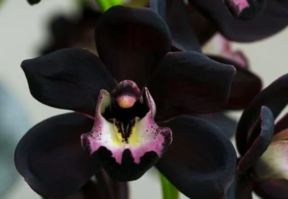 Amazon.com : Generic 50pcs Phalaenopsis Orchids Flower Seeds Black