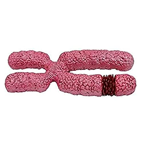Modèle anatomique méiose pour enseignement des sciences et formation médicale