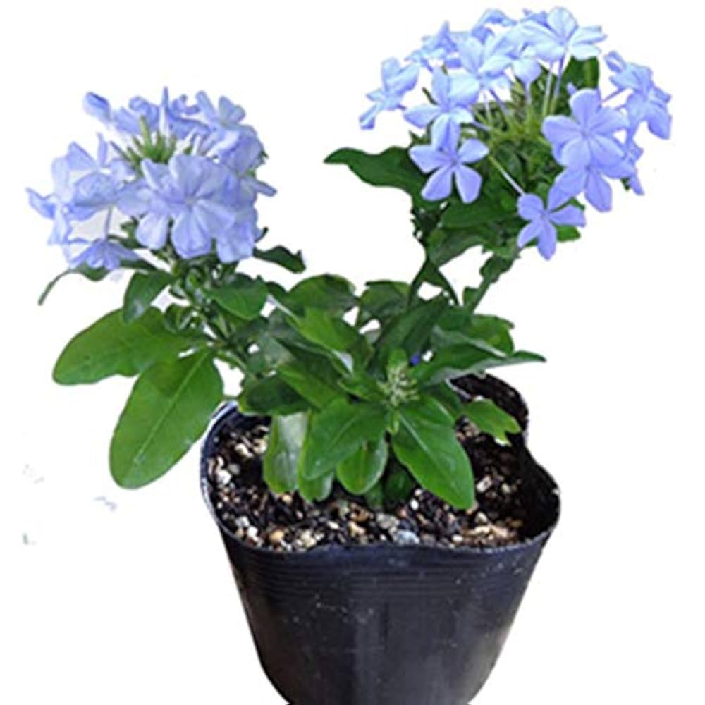 ルリマツリ　ブルペンバコ ルリマツリ｜園芸日記byビーコン｜みんなの趣味の園芸｜1367488