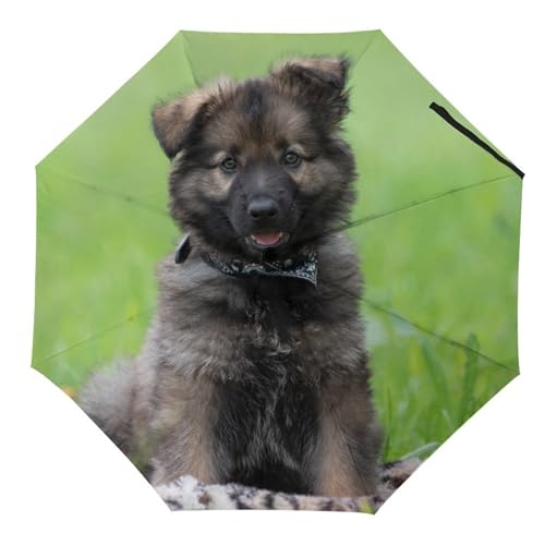 Parapluie voyage bouledogue mignon automatique pour rester au sec en ville