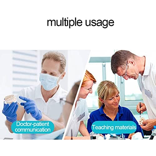 Modelli di Denti per Studenti di Odontoiatria, Modello Dentale Modello Ortodontico con Apparecchi in Ceramica E Metallo, Ottimo per L'insegnamento Scolastico E L'apprendimento degli Studenti, Mate