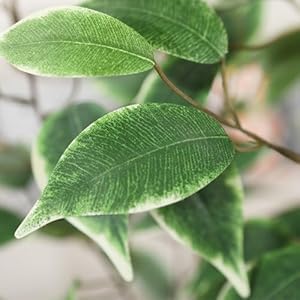 Artificial Ficus Tree, 6FT Fake Silk Ficus Plant with Planter, Indoor Faux Ficus Trees Covered Lifelike Green Moss Floor Plants for Home Office Living Room Decor and Housewarming Gifts Artificial Ficus Tree 6FT Fake Silk Ficus Plant with Planter Indoor Faux Ficus Trees Covered Lifelike Green Moss Floor Plants for Home Office Living Room Decor and Housewarming Gifts