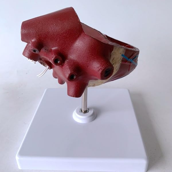Medical Science Dog Heart Pathology Model Canine Heart Dog Heartworm Anatomical Model