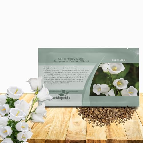 Outsidepride Medium White Canterbury Bells Flower Seeds - 5000 Pcs Biennial Easy to Grow Cut Flower Garden Seeds with Charming Bell-Shaped Blooms for Floral Arrangements, Borders, & Cottage Gardens