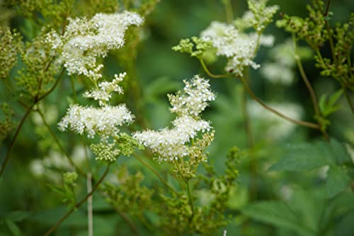 Dried Meadowsweet Flowers - Ingredients: 100% Natural Mead Wort Flowers, Dried (Filipendula Ulmaria) - Origin: Poland - Net Weight: 1.23oz/35 grams