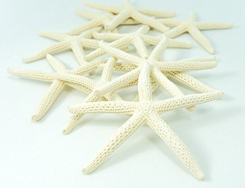 Nautical Crush Trading SF-NCT-FINGER_2-3 (SET OF 10)-F Starfish Decor - Star Fish For Craft - 10Pk Real 2-3 Inch White Sea Stars thumb #3