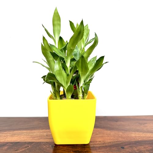Image of Two layer lucky bamboo | For Living Room or Office table | indoor plants for good luck and air purification (Bamboo Plastic Yellow Pot)