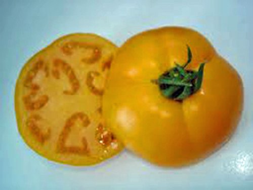 Tomato, Jubilee, Heirloom, 500 Seeds, Deliciously Sweet Yellow Fruit