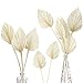 Boho Dried Palm Spears Small Natural Dried Palm Fans Dried Palm Leaves Dried Palm Leaf Palm Fan Leaf with Stem Dried Leaf Decor for Vase Wedding Party Office Home Wall Decor (White, 10 Pieces)